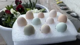 10 kusů násadových vajec mix ayam cemani, hedvábnička, kropenka, araukana