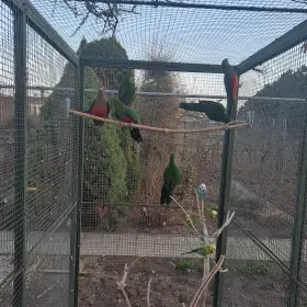 Papoušek královský