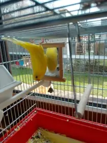 Darují do dobrých rukou