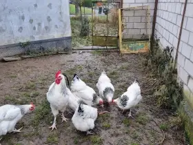 Násadová vejce Sasexka bílá kolumbijská