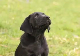 Štěně Labrador retrievera s PP – Field Trial linie