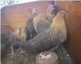 Česká zlatá kropenka - kuřice před snáškou