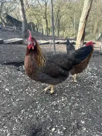 Prodám násadová vejce Vlaška koroptví