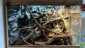 Tropické biopaludárium - 3 agamy kočinčinské