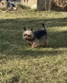 Mikešek hledá domov na staří