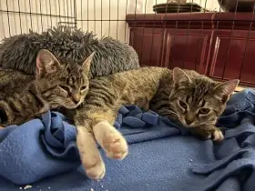 Arnie hledá ten nejlepší domov