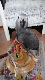 Letošní žakoušek