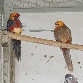 Penant pomeranč  PÁR