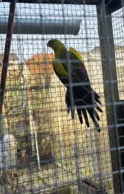 Papoušek horský samec 2024