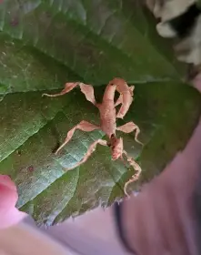 Daruji nymfy strašilky australské