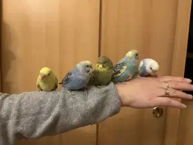 Prodám mladé andulky po vylétnutí z budky