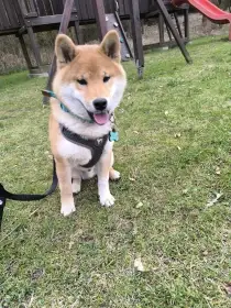 Shiba Inu bez PP