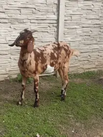 Anglonubijská kozička podílová s POP