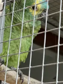 Amazoňan modročelý