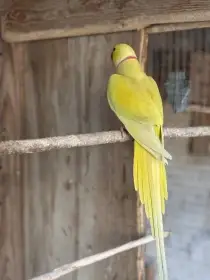 Alexandr malý lutino