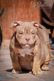 Již k odběru Luxusní American bully pocket abkc - pejskové