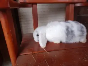 Zakrslý beran rhönský