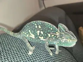 Chameleon jemenský samice