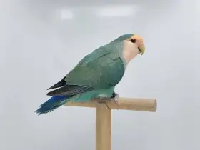 Agapornis Roseicollis odchovy