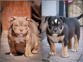 Již k odběru Luxusní American bully pocket abkc - pejskové