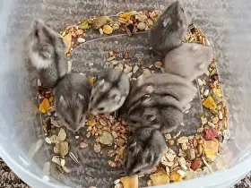 Křečík džungarský