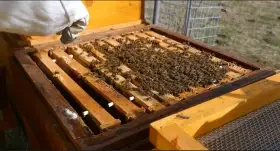 Vyzimovaná včelstva 39 x 17