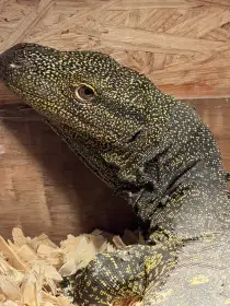 Varanus Salvadorii