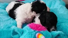 Pudl trpasličí s p.p.fci