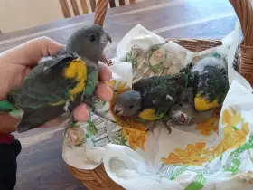 Ručně dokrmená mláďata papouška žlutotemenného