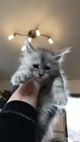 Krásná modrá koťátka mco s PP