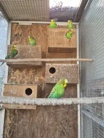 Andulka vlnkovaná čista přírodní zelená