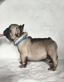 Francouzský buldoček s PP