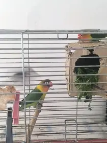 Pár Fiseraku a Kanarek