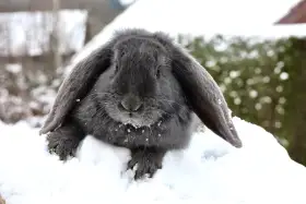 Modrý francouzský beran – čistokrevní králíci (samci i samice) k prodeji