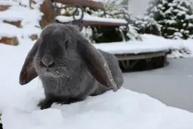 Modrý Francouzský Beran