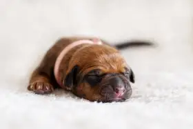 Růžová holčička