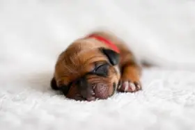 Červená holčička