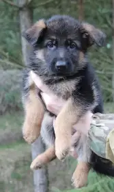 Německý ovčák s PP