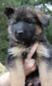 Bonnie Atsero Bohemia