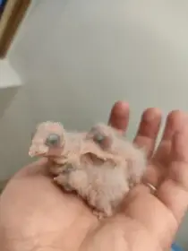 Pyrura černotemenný (Pyrrhura rupicola)