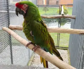 Ara vojenský militaris