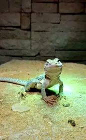 Crotaphytus collaris