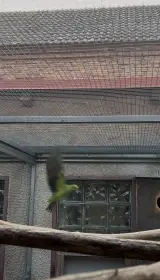 Papoušek Červenokřídlý