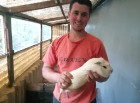 Obří Cuy morčata Doležal morče cuy świnka morska Meerschweichen