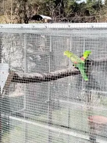 Papoušek červenokřidly