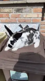 Vyměním, nebo prodám  křížence samce