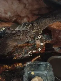 Gekon (Cyrtodactylus irianjayaensis)