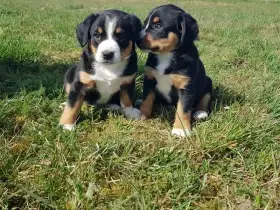 Entlebušský salašnický pes - štěňata s PP