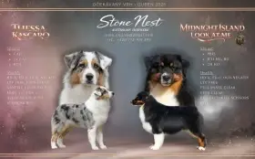 Australský ovčák - štěňata s PP