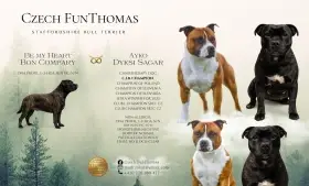 Volný kluk Stafordšírského bulteriéra